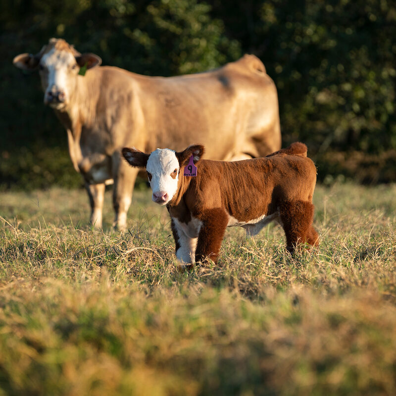 mother and baby cow in a field