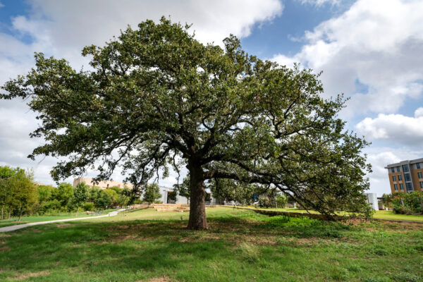 large oak tree in a field