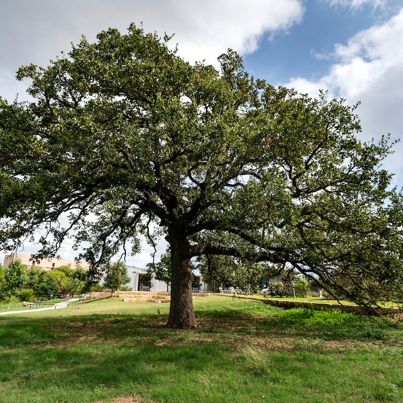 large oak tree in a field