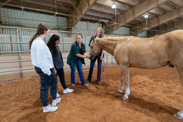 4-h members participating in a horse health demonstration with a vet