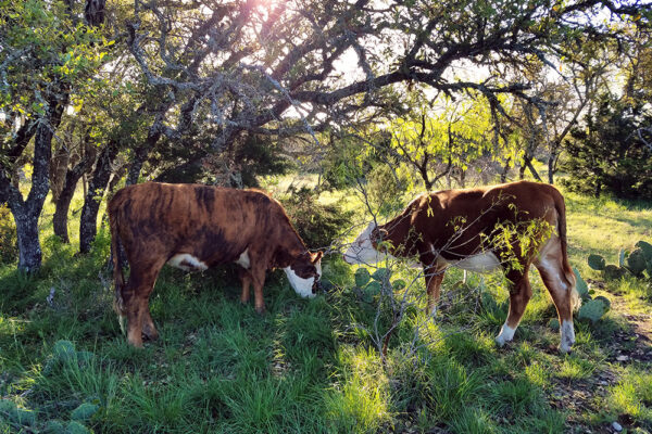 cows grazing under a tree