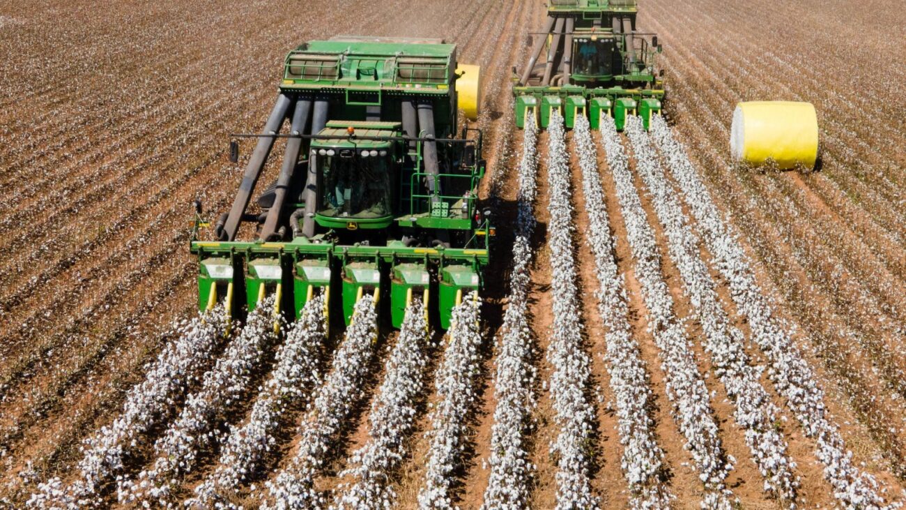 Two combine tractors harvesting cotton creating uniform, contrasting rows in a field