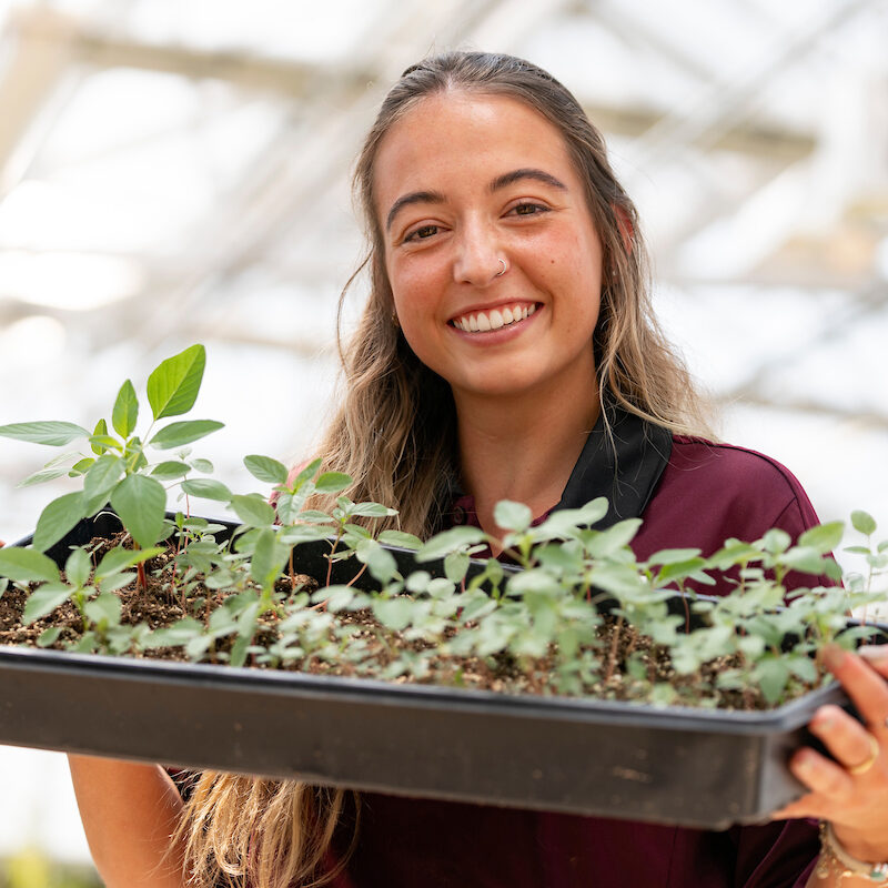 young woman in maroon shirt smiling and holding a tray of young plants in a glass greenhouse, blurred background