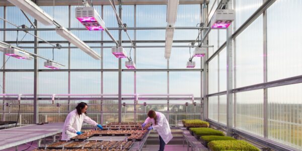 two scientists in lab coats in a rooftop greenhouse working under purple lighting instruments