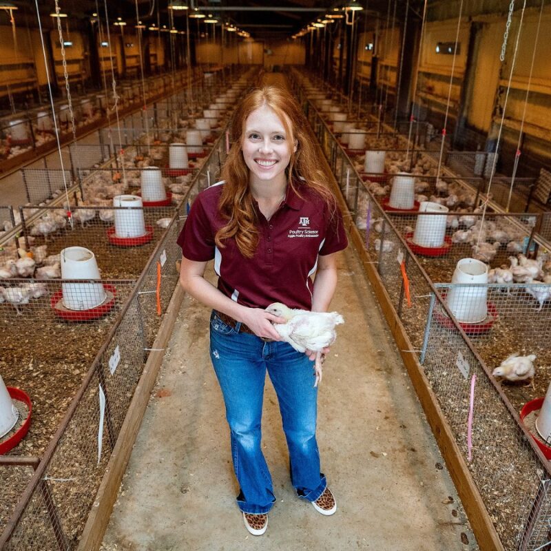 Poultry Science student in chicken coop barn at Texas A&M university