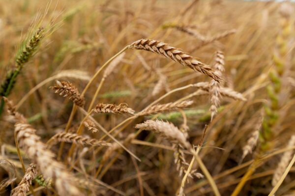 wheat field filling image screen