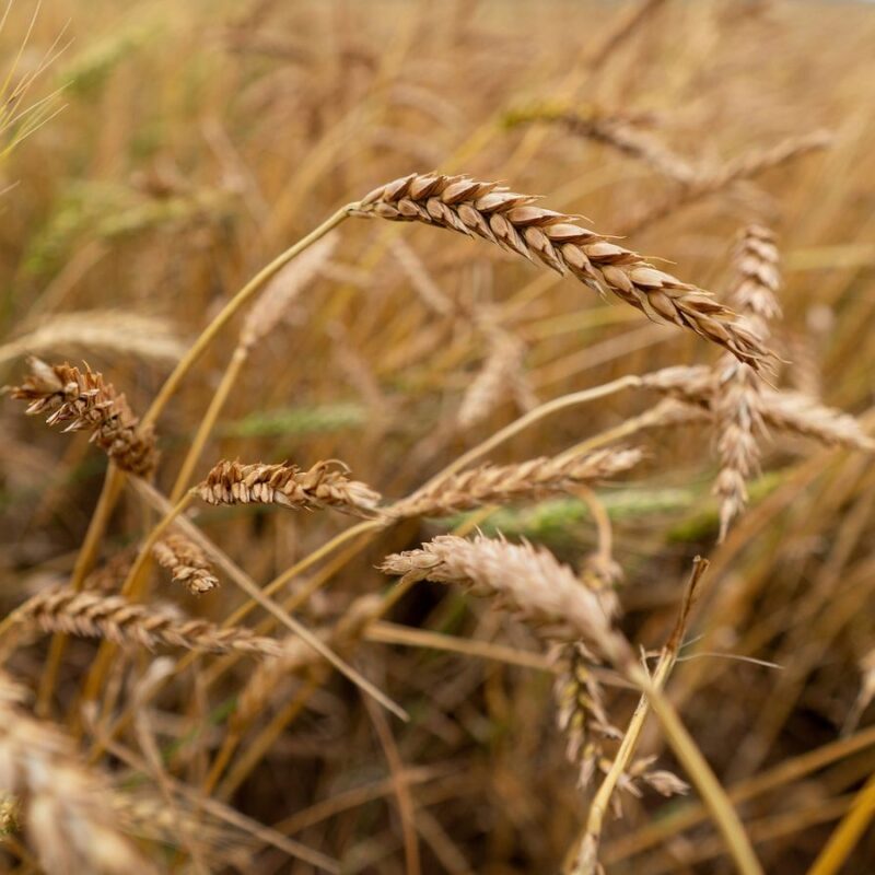 wheat field filling image screen