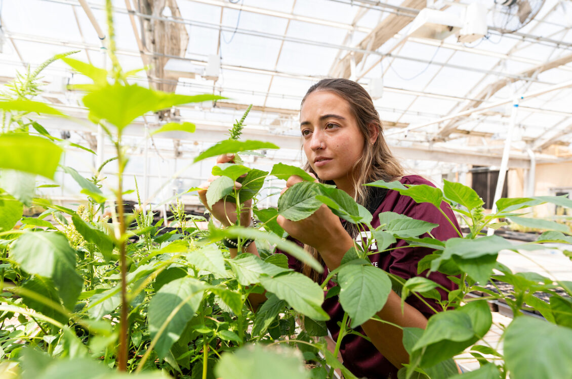 Researcher Sarah Kezar inspecting plants in a greenhouse