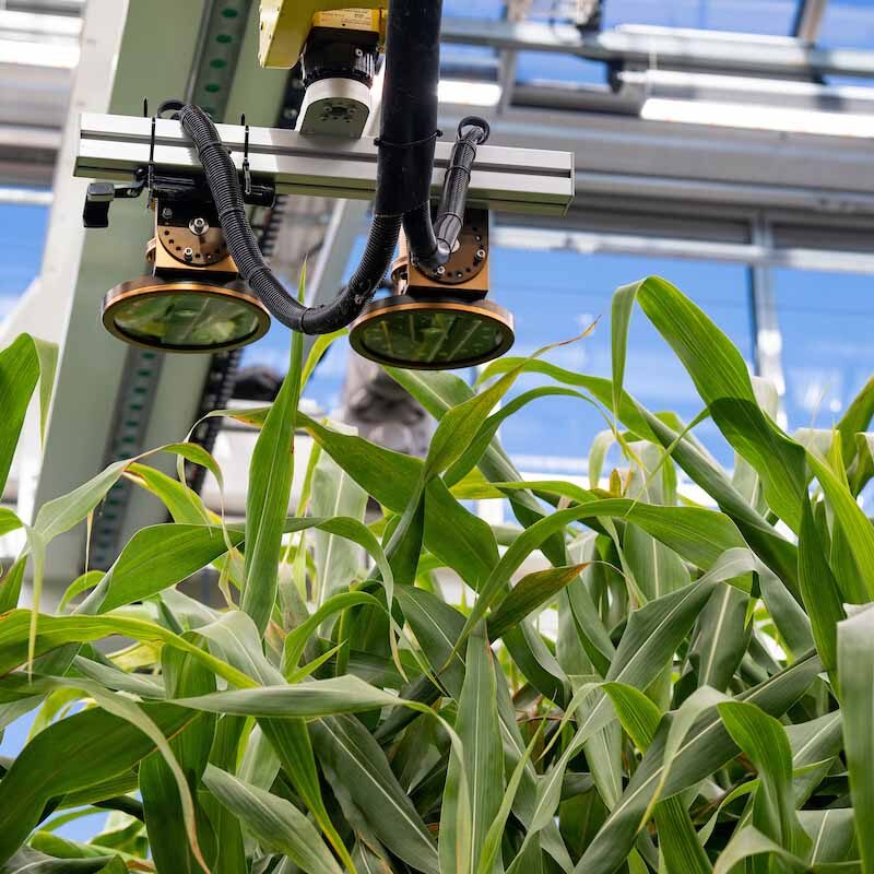Corn in the new Plant Growth and Phenotyping facility with automated growl lights at the top of the row.