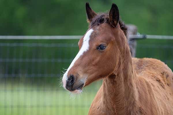 A foal at the Equine Nutrition and Reproduction Center in College Station.