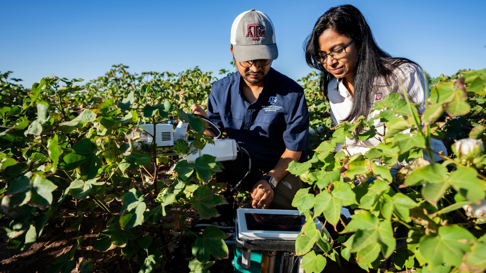 Man and woman wearing shirts with Texas A&M University logo, working in crop field.