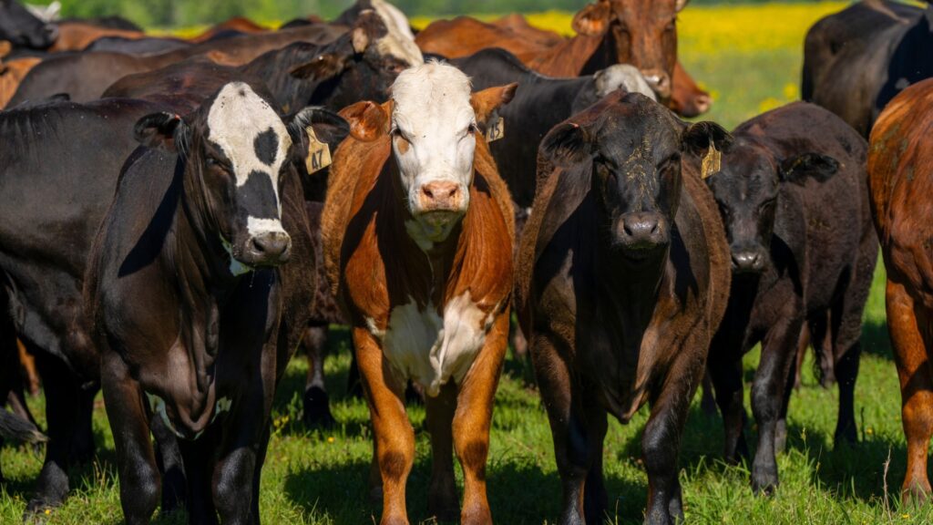three cows looking at the viewer standing out from among an out-of-focus herd