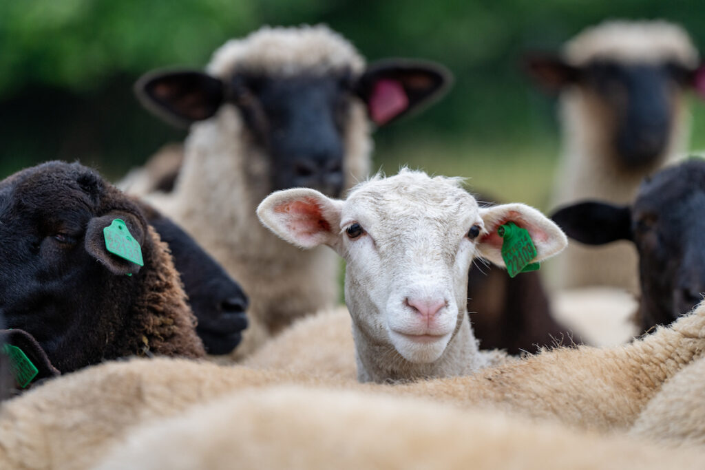 Sheep in a field, one sheep peeking through the flock